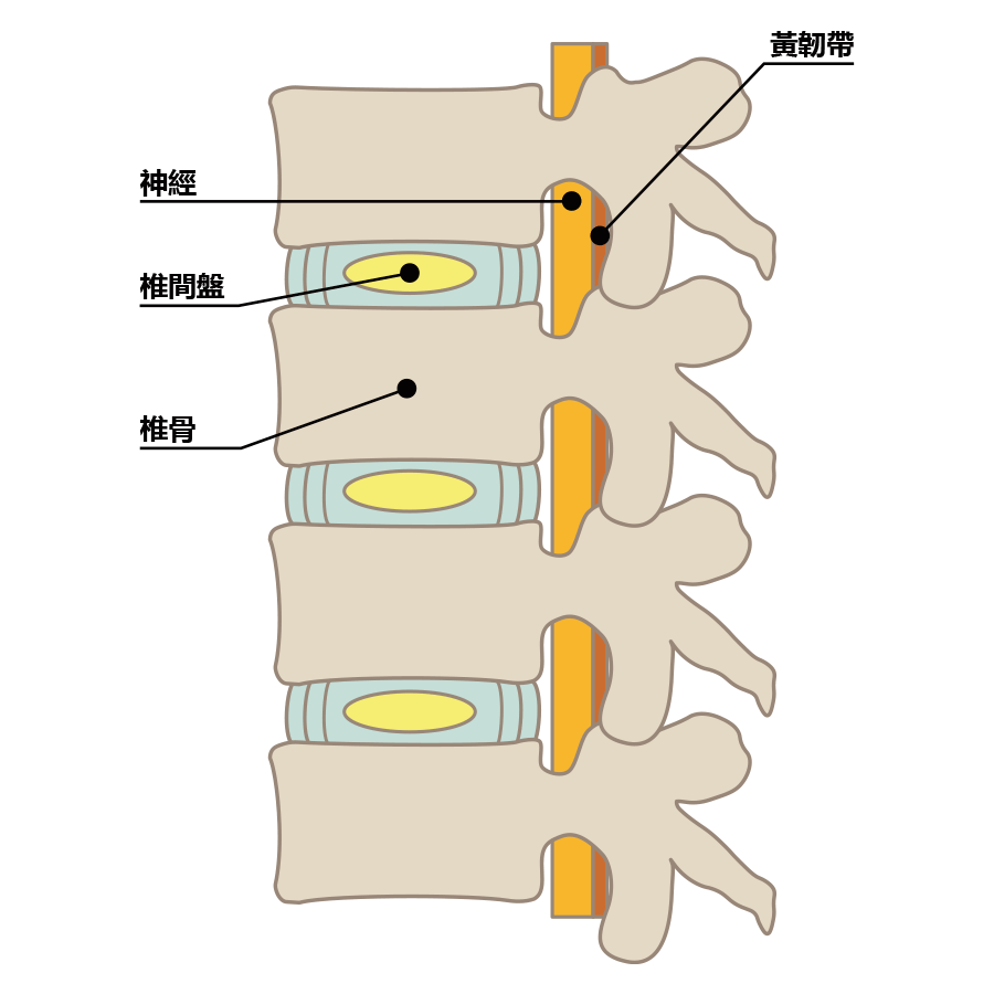 正常的椎間盤（側面図）